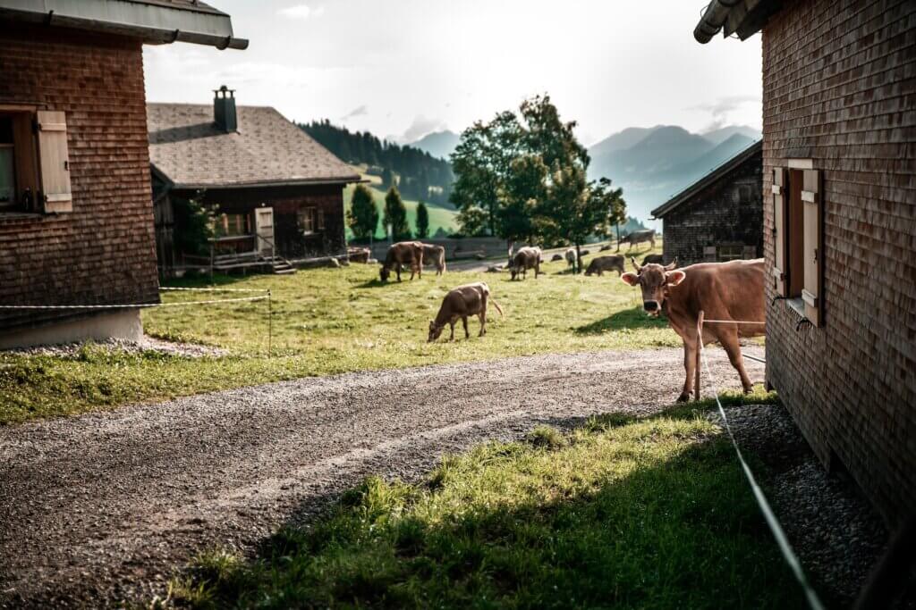 © Studio Fasching | Dornbirn Tourismus Stadtmarketing GmbH