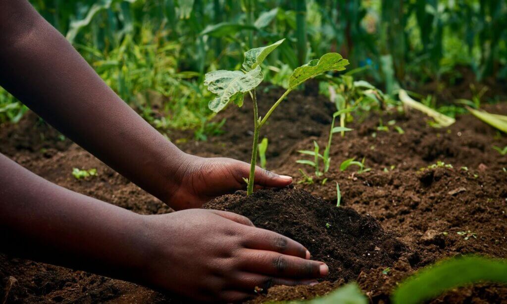 FH-Prof. Priv.-Doz. Dr. Julian Weghuber von der FH Oberösterreich führte in die Welt der sekundären Pflanzenstoffe ein: Von weltweit rund 28.000 Pflanzenarten mit potenziell gesundheitsfördernden Wirkstoffen ist nur ein kleiner Teil wissenschaftlich gut belegt. 