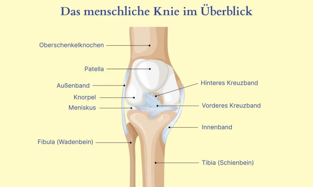 Bevor wir über Ursachen und Behandlung sprechen, lohnt sich ein Blick auf die Anatomie – denn die erklärt, warum das Kniegelenk so störanfällig ist.
