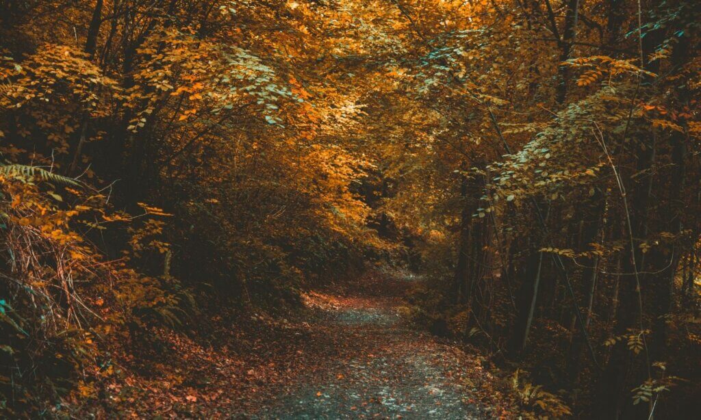 Der Spaziergang im Grünen führt uns gleich weiter zu einem weiteren altbewährten Gesundheitshelfer: dem Waldbaden. Dass der Wald eine heilsame Wirkung hat, ist in so gut wie allen Kulturen seit tausenden von Jahren bekannt.